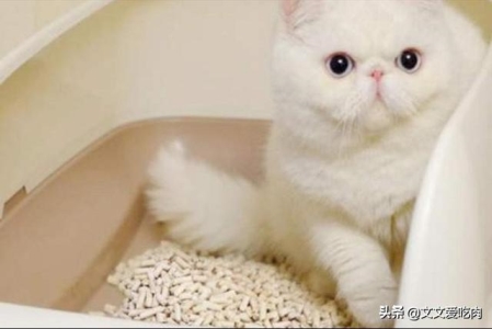 猫咪这几个行为,是在告诉你:它生病了