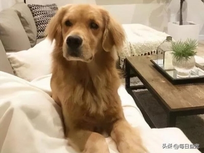 两个月的小奶猫感冒了怎么办?做好保暖工作,营养补给,增强身体素质