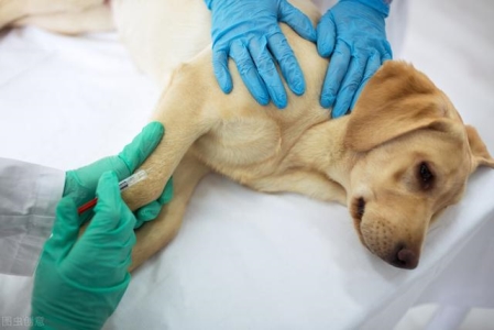 两个月的小奶猫感冒了怎么办?做好保暖工作,营养补给,增强身体素质