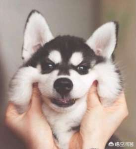 两个月的小奶猫感冒了怎么办?做好保暖工作,营养补给,增强身体素质