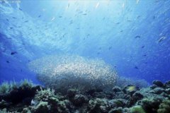 车厘子营养价值和功效有哪些车厘子和樱桃分别