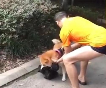 猫咪年龄怎么看?需要了解每个阶段特征