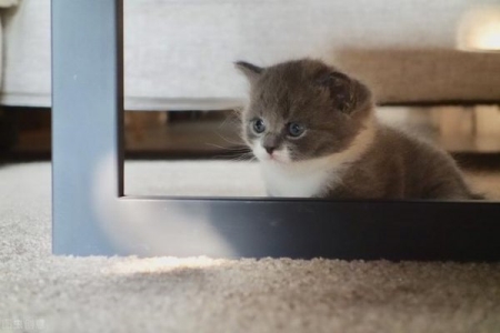 猫咪年龄怎么看?需要了解每个阶段特征