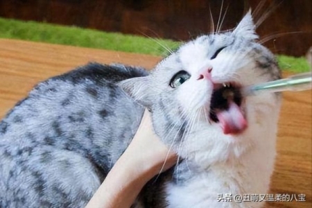 猫咪年龄怎么看?需要了解每个阶段特征