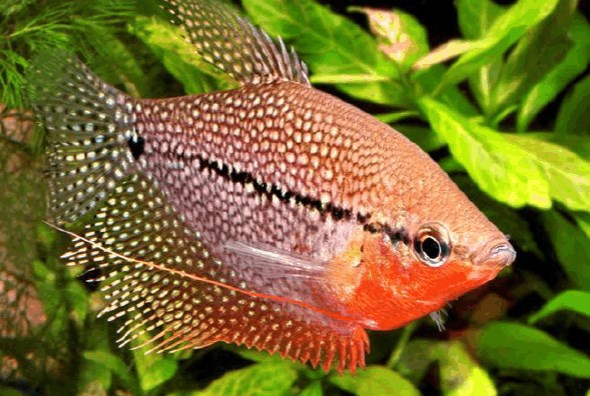 地球上最大的鲔鱼金枪鱼 834公斤价值11万够3