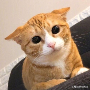 猫咪天生不在猫砂盆里排泄是为什么？通常有这六个真相