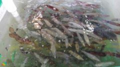 世界上出现的巨型老鼠盘点伊朗巨鼠