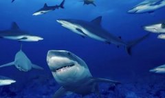 世界上最大的五种蜘蛛第一名可以长