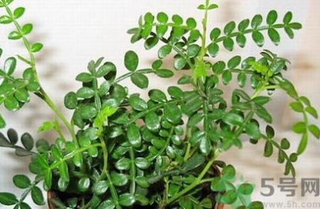 男人吃腰果有什么好处？和坏处？男人吃什么补肾壮阳食物有哪些