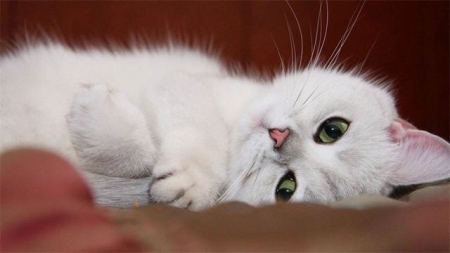 宠医教你,猫咪骨折了怎么办?猫咪骨折的症状