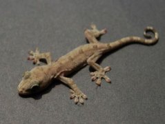 进化优化鸟类的磁性传感器