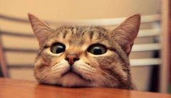 猫爪子受伤了流血了要解决办法？学会这几个