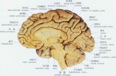 巨型翻车鱼，一种大型海洋鱼类之一性情凶猛