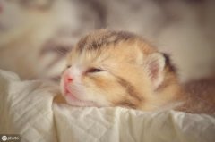 猫咪身上的白色部分可以分布？猫咪白斑分布