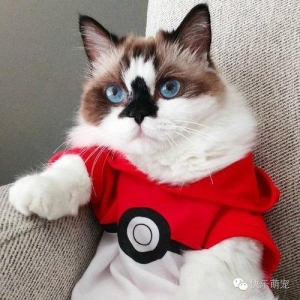 猫咪身上的白色部分可以分布在哪里？关于猫咪白斑分布的问题