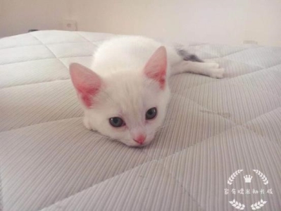 猫咪身上的白色部分可以分布在哪里？关于猫咪白斑分布的问题