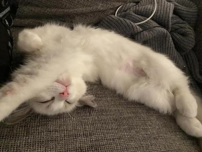 除了猫粮，猫咪还可以吃这6种食物，廉价又营养，一般家庭都有