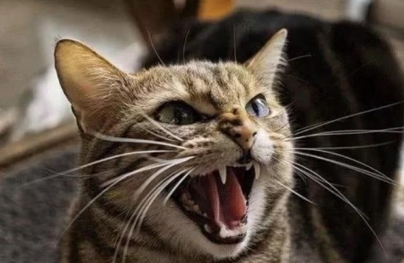 猫咪为什么会发出咕噜咕噜的声音？是不是猫咪生病了？