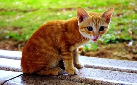 猫宫庄园被猫咪咬伤了怎么办？该如何处理呢？