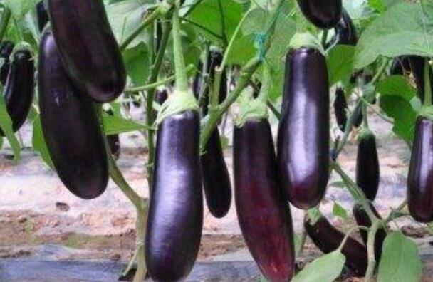 茄子怎么做好吃？茄子有哪些功效