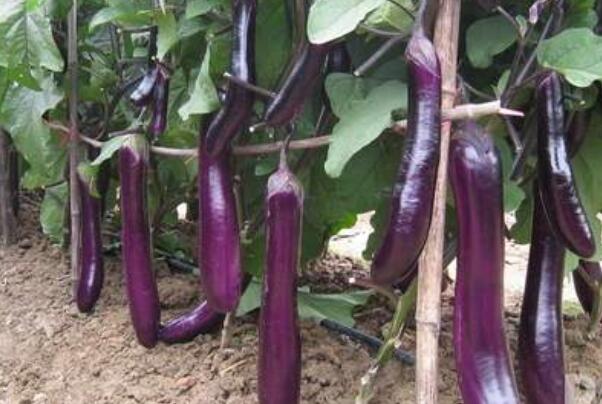 茄子怎么做好吃？茄子有哪些功效