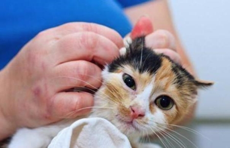 刚出生的小猫要如何照顾?人工喂养能养活吗?养猫人必看