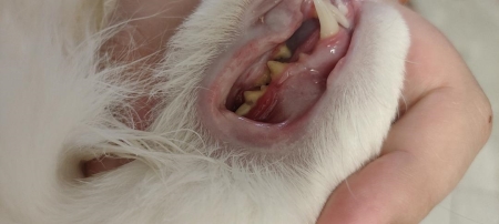 刚出生的小猫要如何照顾?人工喂养能养活吗?养猫人必看