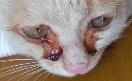 常见的猫咪皮肤病有哪些？如何医治和预防猫癣？