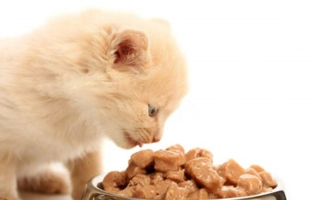 常见的猫咪皮肤病有哪些？如何医治和预防猫癣？