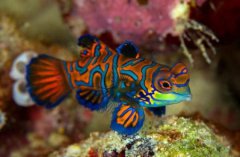 世界上最妖娆的鱼求红唇蝙蝠鱼同款