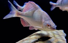 世界上游的最快的鱼旗鱼每秒能游