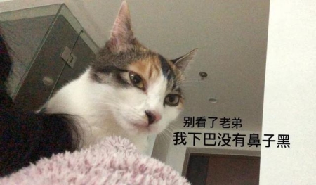 猫咪脚臭单纯是患趾间炎吗？了解猫咪有脚臭的常见真相及解决方法