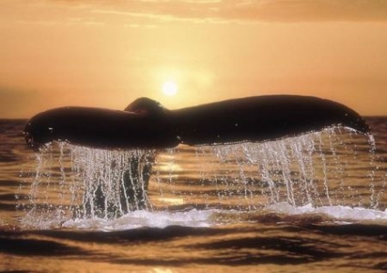 墨西哥发现的恐龙时代保存异常完好的鲨鱼化石