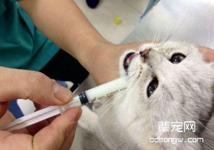 猫也会凌波微步？4个方法让你预判猫下一步往哪走