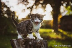 自己家养的猫咪连主人都会抓猫咪总是会抓人