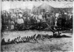 未解之谜：恐象灭绝了吗？恐象能杀死霸王龙