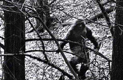 未解之谜:世上真有美人鱼吗?世上真有美人鱼吗?一