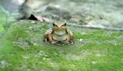 世界上最神奇的青蛙直接生出小蝌蚪