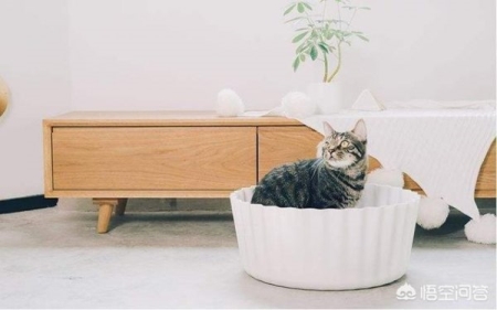 暹罗猫的长毛猫种：巴厘猫，性格聪慧粘人，巴厘猫的性格特征你知道吗？