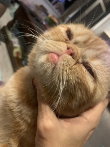 暹罗猫的长毛猫种：巴厘猫，性格聪慧粘人，巴厘猫的性格特征你知道吗？