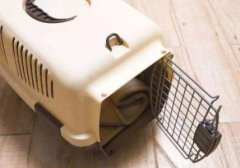 布偶猫好养吗？养了布偶猫后会是样的一种体