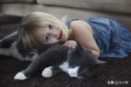 布偶猫好养吗？养了布偶猫后会是怎么样的一种体验呢？