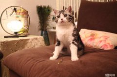 猫咪老是喜欢钻床底下，教给你从床底下把猫