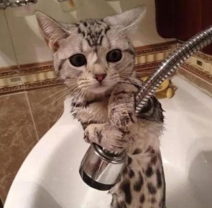 猫咪老是喜欢钻床底下,教给你如何从床底下把猫弄出来的7种方法