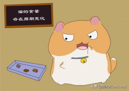 猫咪老是喜欢钻床底下,教给你如何从床底下把猫弄出来的7种方法