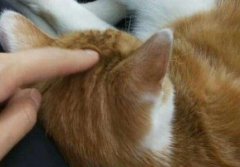 猫咪的鼻子会变色，是什么原因造成的猫咪主