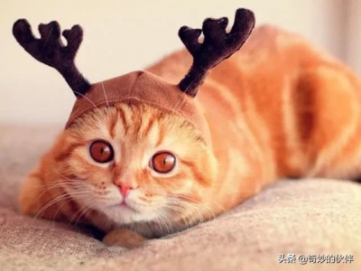 猫咪的鼻子会变色，是什么原因造成的？猫咪主人需要为此担心吗？