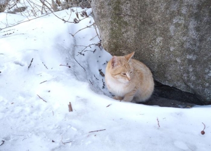 养猫后，你认为哪些物品是智商税？迎接幼猫必备的13件物品