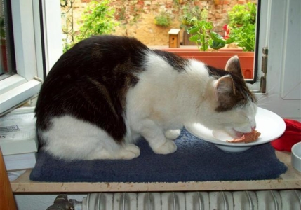 猫咪需要磨牙吗?猫也是需要磨牙的,只不过没有狗狗那么严重