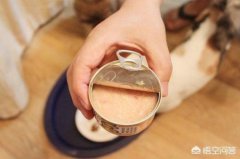 养公猫还是母猫会分别有这3点分别